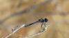 Selysiothemis nigra